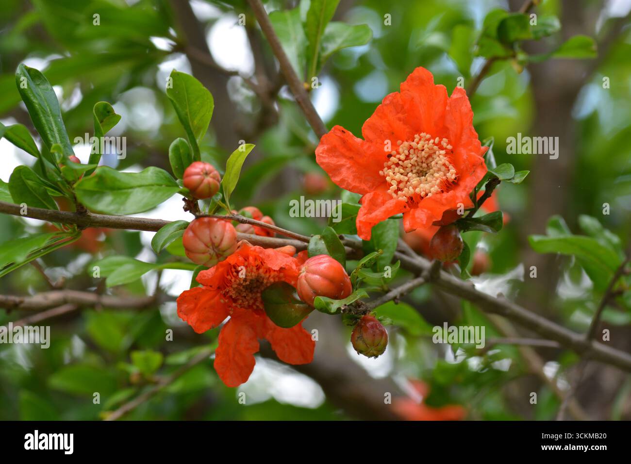 Melograno (Punica granatum) albero in fiore, giugno, Baia di Cattaro, Montenegro. Foto Stock