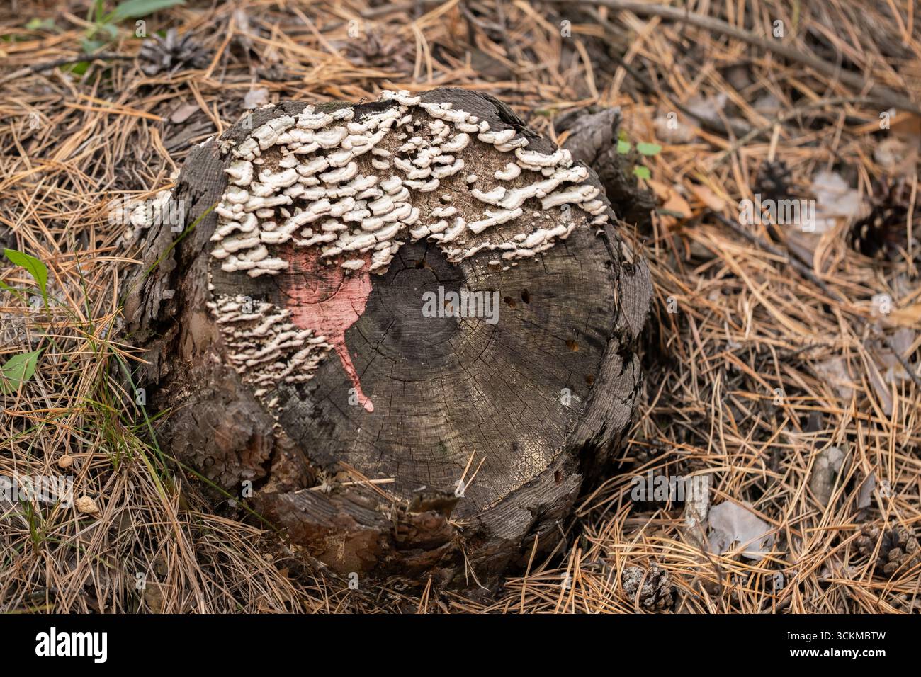 Fungo da toadstool sul ceppo nella foresta autunnale Foto Stock