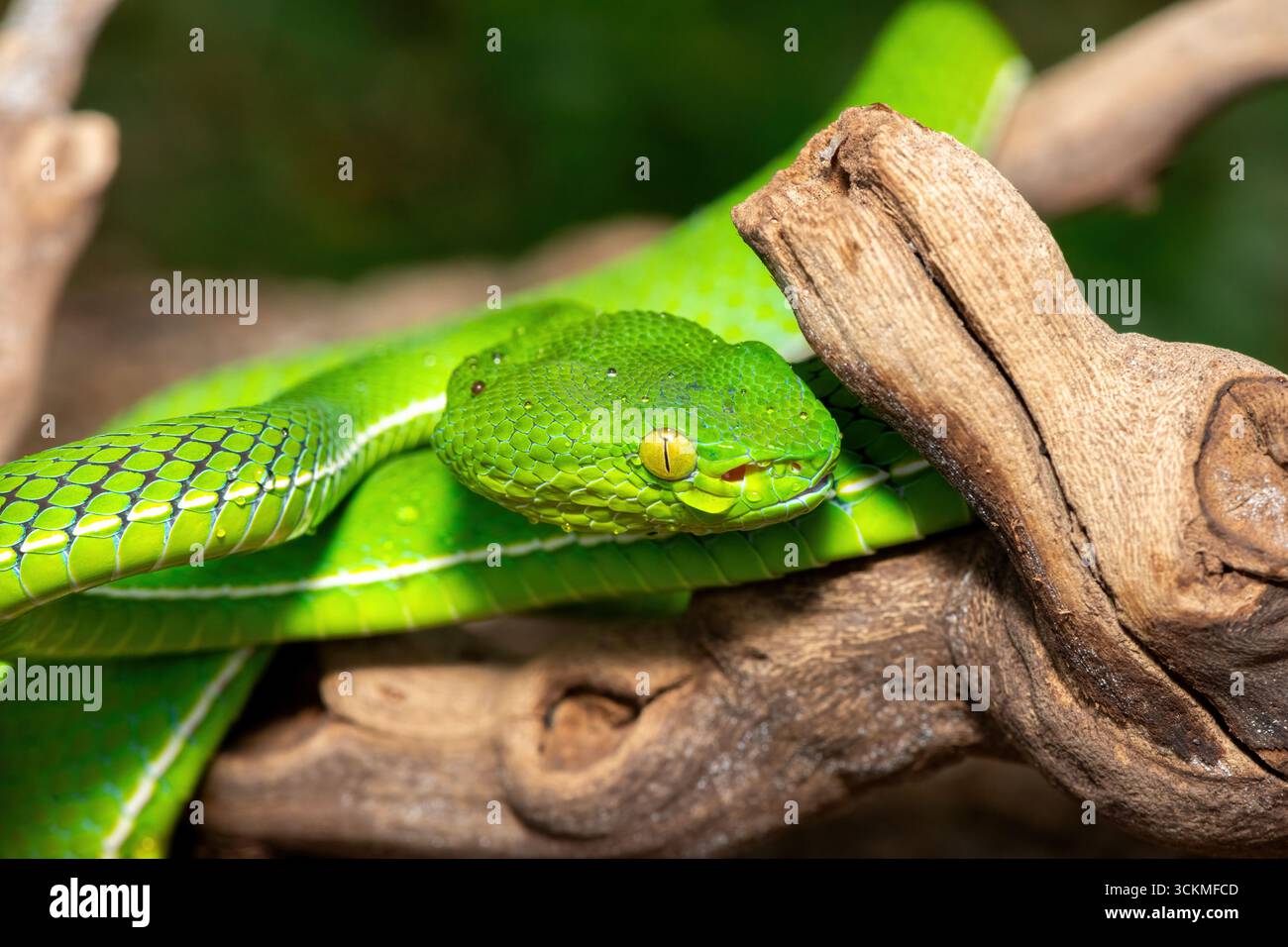 Primo piano di una bellissima vipera di Vogel (Trimeresurus vogeli), arrotolata su un ramo. Una vipera velenosa e colorata originaria del sud-est asiatico Foto Stock