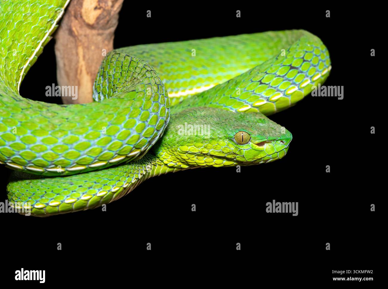 Primo piano di una bellissima vipera di Vogel (Trimeresurus vogeli), arrotolata su un ramo. Su sfondo nero Foto Stock