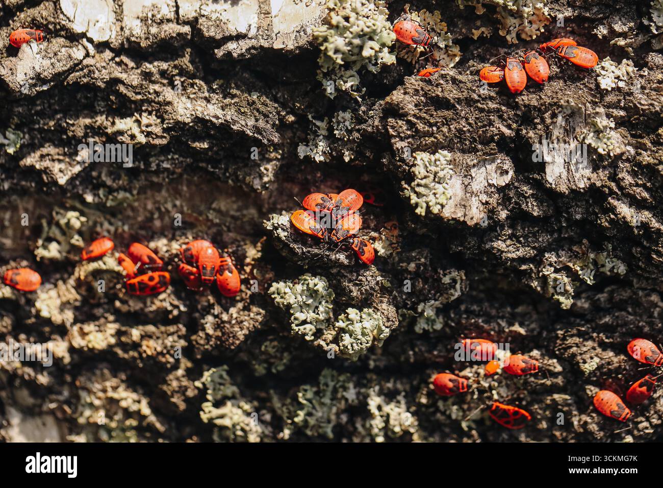 Insetti rossi sulla superficie della corteccia degli alberi. Primo piano dei dettagli dell'ecosistema naturale. Gruppo di insetti che strisciano sulla consistenza del legno. Schema di colonie di insetti selvaggi. Foto Stock