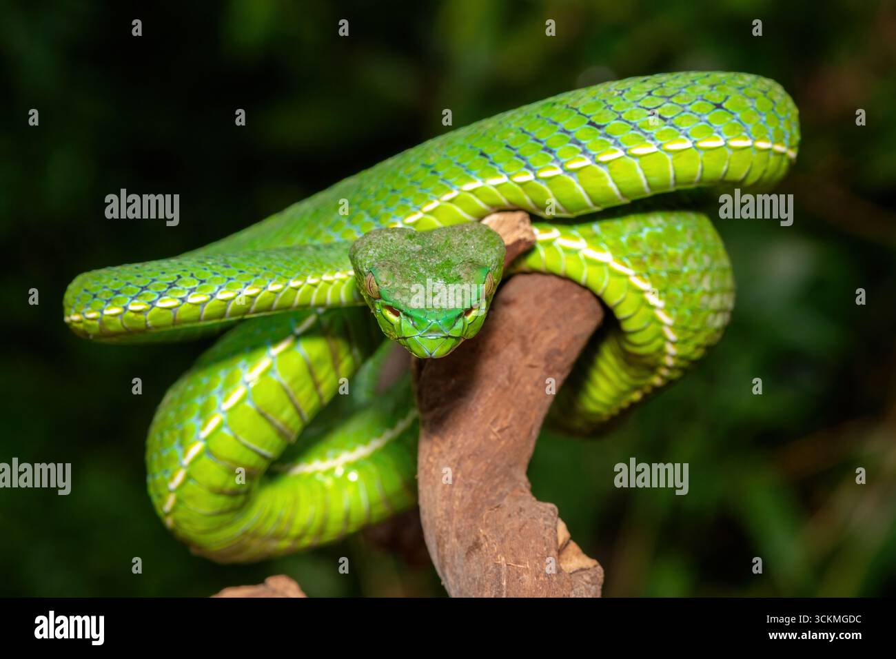 Primo piano di una bellissima vipera di Vogel (Trimeresurus vogeli), arrotolata su un ramo. Una vipera velenosa e colorata originaria del sud-est asiatico Foto Stock