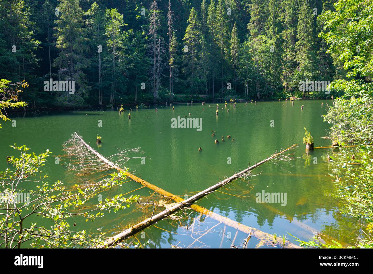 Lago Rosso, Lacul Roșu nella contea di Harghita, Romania. Tranquillo lago forestale con acqua verde soleggiata e riflessi sugli alberi. Foto Stock