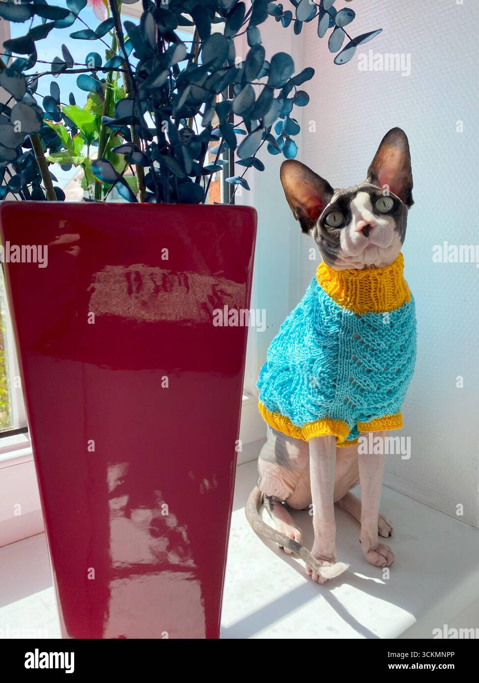 Il gatto canadese Sphynx indossa un maglione a maglia blu e giallo seduto orgogliosamente su un davanzale bianco accanto a un alto vaso rosso di foglie verdi, in luminoso Foto Stock Il gatto canadese Sphynx indossa un maglione a maglia blu e giallo seduto orgogliosamente su un davanzale bianco accanto a un alto vaso rosso di foglie verdi, in luminoso Foto Stock