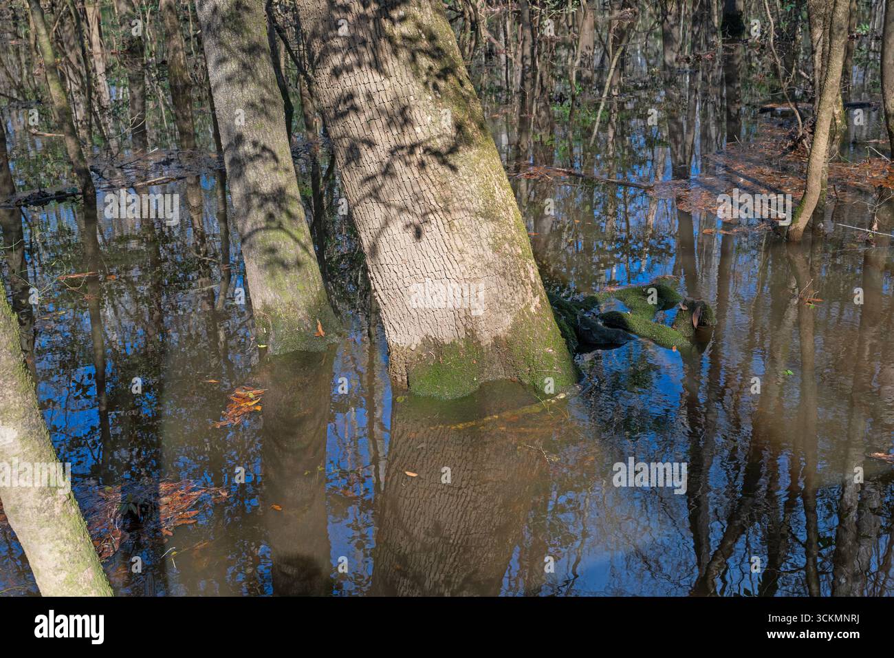 Vecchi alberi che superano le acque alluvionali del Congaree National Park, nella Carolina del Sud Foto Stock
