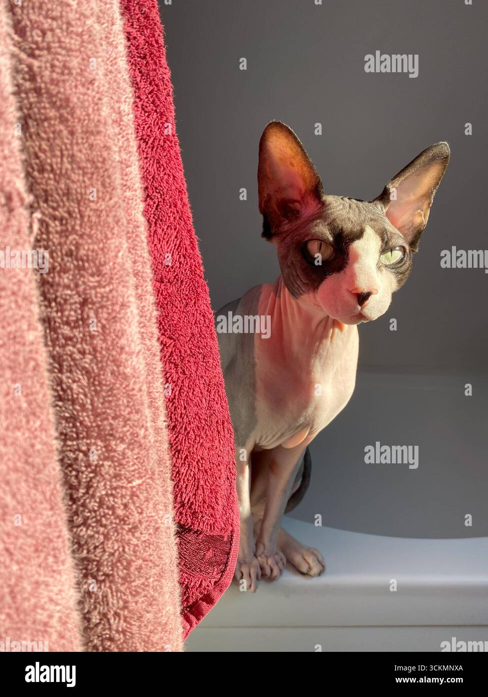 Un gatto canadese Sphynx sbircia curiosamente da dietro un asciugamano rosa, illuminato dalla luce naturale, creando una scena domestica giocosa e calda in un'atmosfera luminosa Foto Stock Un gatto canadese Sphynx sbircia curiosamente da dietro un asciugamano rosa, illuminato dalla luce naturale, creando una scena domestica giocosa e calda in un'atmosfera luminosa Foto Stock