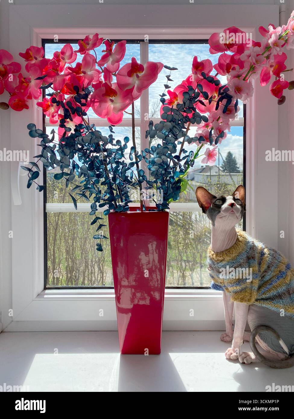 Un gatto canadese Sphynx vestito con un maglione giallo si siede accanto a un alto vaso rosso pieno di fiori su un davanzale soleggiato, creando un allegro pacco interno Foto Stock Un gatto canadese Sphynx vestito con un maglione giallo si siede accanto a un alto vaso rosso pieno di fiori su un davanzale soleggiato, creando un allegro pacco interno Foto Stock