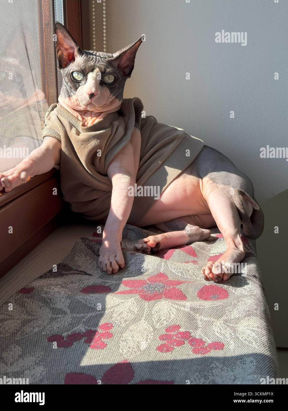 Un gatto canadese Sphynx vestito con un maglione beige si siede tranquillamente su un davanzale della finestra, crogiolandosi nella calda luce del sole che scorre attraverso il vetro in un intimo ambiente interno Foto Stock Un gatto canadese Sphynx vestito con un maglione beige si siede tranquillamente su un davanzale della finestra, crogiolandosi nella calda luce del sole che scorre attraverso il vetro in un intimo ambiente interno Foto Stock