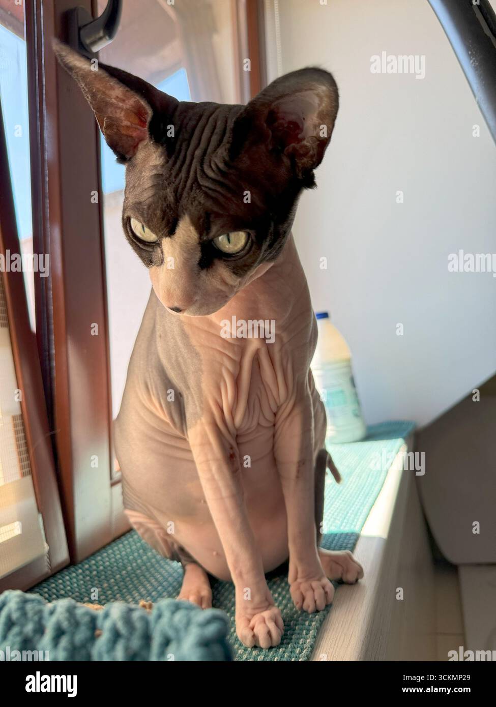 Un gatto canadese Sphynx in un maglione beige si siede attentamente vicino a una finestra, catturata dalla luce naturale soffusa che mette in risalto il suo aspetto unico in un coz Foto Stock Un gatto canadese Sphynx in un maglione beige si siede attentamente vicino a una finestra, catturata dalla luce naturale soffusa che mette in risalto il suo aspetto unico in un coz Foto Stock