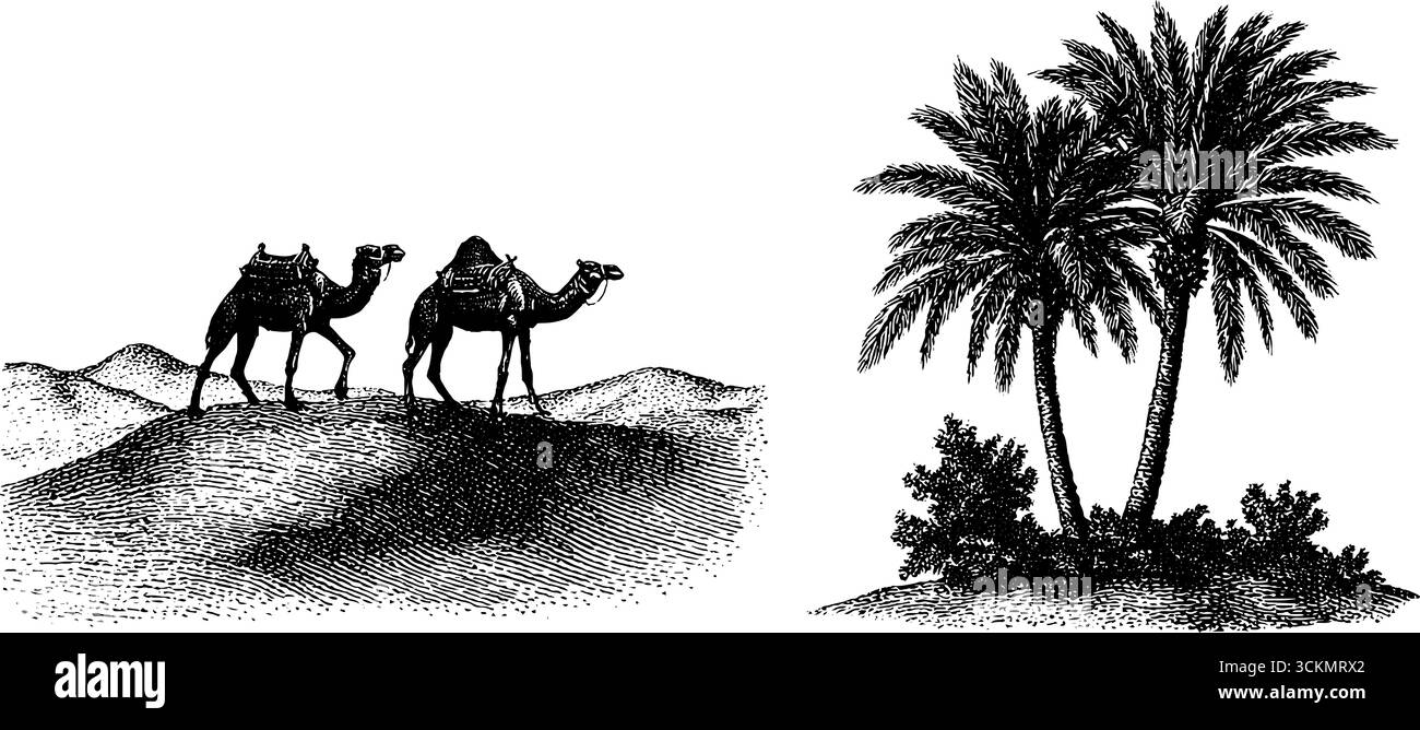 Illustrazione incisa della scena di carovane del deserto e palme oasi. Illustrazione Vettoriale
