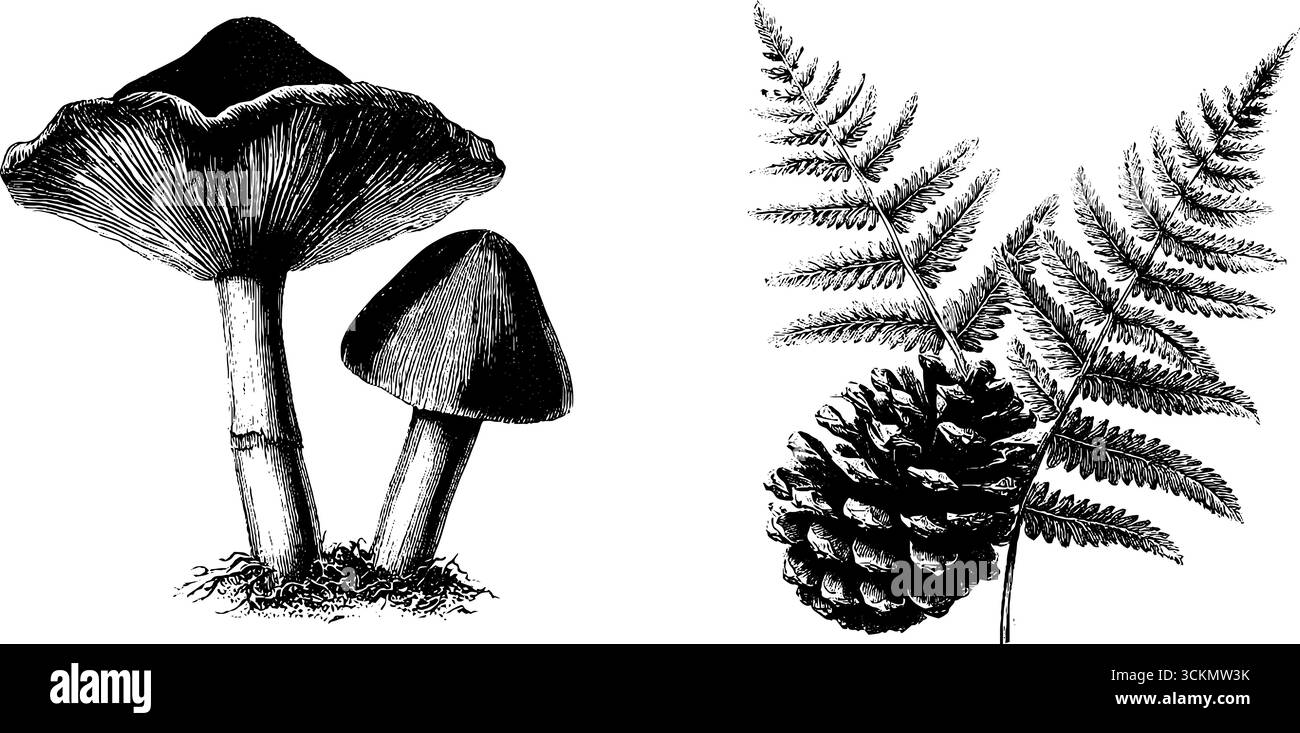 Illustrazioni botaniche incise di funghi, felci e cono di pino per disegni ispirati alla natura. Illustrazione Vettoriale