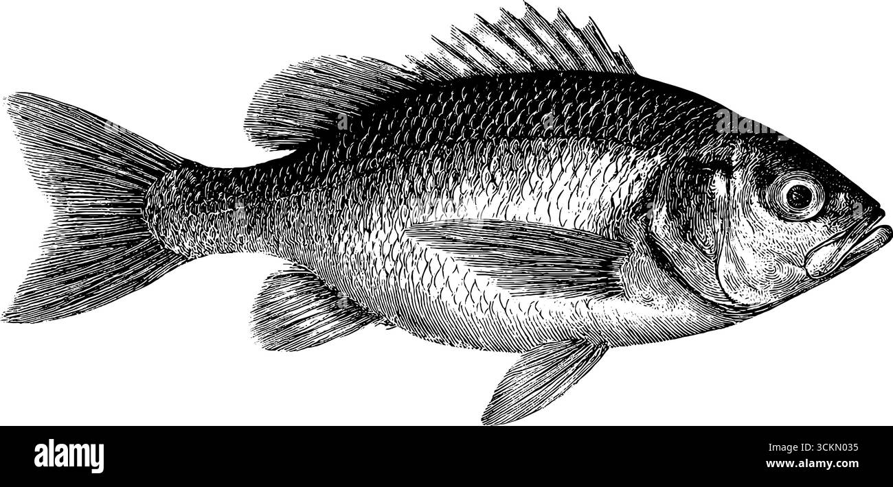 Illustrazione incisa di pesce fritto in stile vintage bianco e nero. Illustrazione Vettoriale