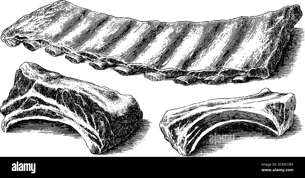 Set illustrativo di costine di maiale incise per progetti di design culinario e stampa. Illustrazione Vettoriale