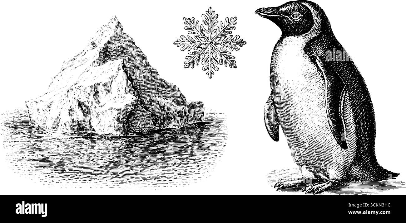 Illustrazione incisa di pinguino e iceberg con motivo fiocco di neve per il design invernale. Illustrazione Vettoriale
