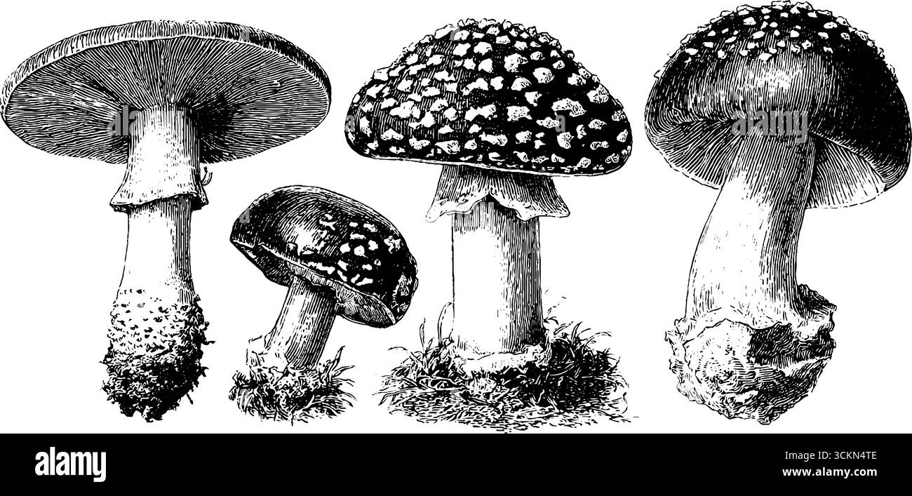 Illustrazione dettagliata incisa di funghi agarici mosche per l'educazione e la progettazione botanica. Illustrazione Vettoriale
