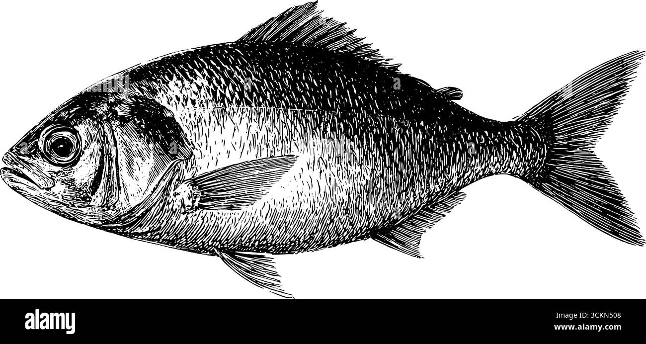 Incisione vintage di pesce fritto per l'arte culinaria e l'arredamento del ristorante. Illustrazione Vettoriale