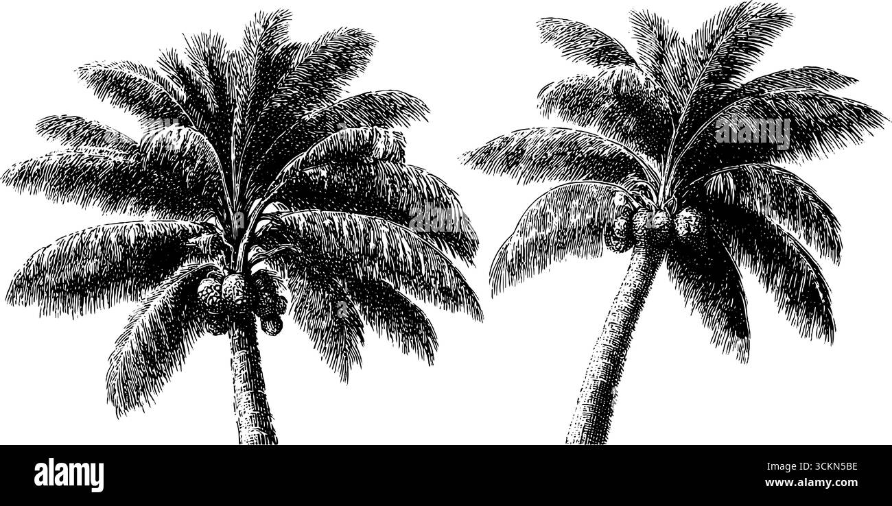 Opere d'arte incise sull'albero di palma con linee nere audaci per disegni ispirati alla natura. Illustrazione Vettoriale