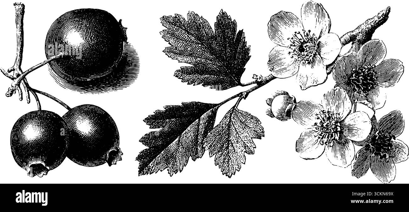 Illustrazione botanica di bacche di biancospino e fiori per rimedi naturali e a base di erbe. Illustrazione Vettoriale