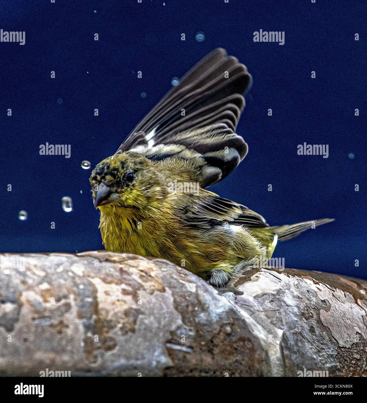 Placentia, California, Stati Uniti. 12 settembre 2025. Venerdì mattina, a Placentia, California, un piccolo goldfinch si bagna in una fontana del giardino. (Credit Image: © Bruce Chambers/ZUMA Press Wire) SOLO PER USO EDITORIALE! Non per USO commerciale! Foto Stock