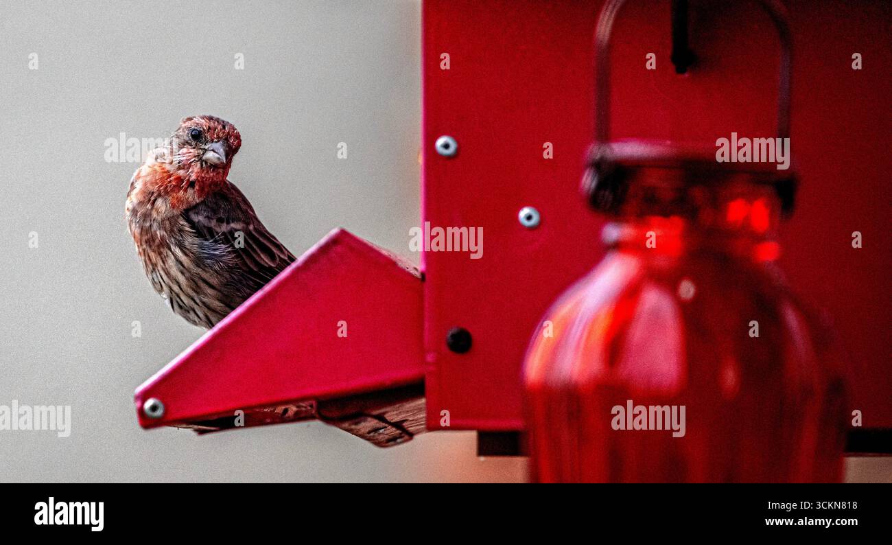 Placentia, California, Stati Uniti. 12 settembre 2025. Venerdì mattina, a Placentia, California, un maschio House finch riposa su un alimento per uccelli. (Credit Image: © Bruce Chambers/ZUMA Press Wire) SOLO PER USO EDITORIALE! Non per USO commerciale! Foto Stock