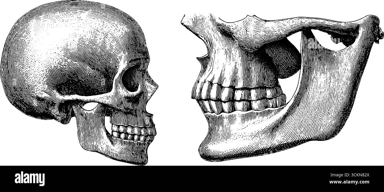 Incisione anatomica del cranio umano e della cavità nasale per la progettazione didattica. Illustrazione Vettoriale