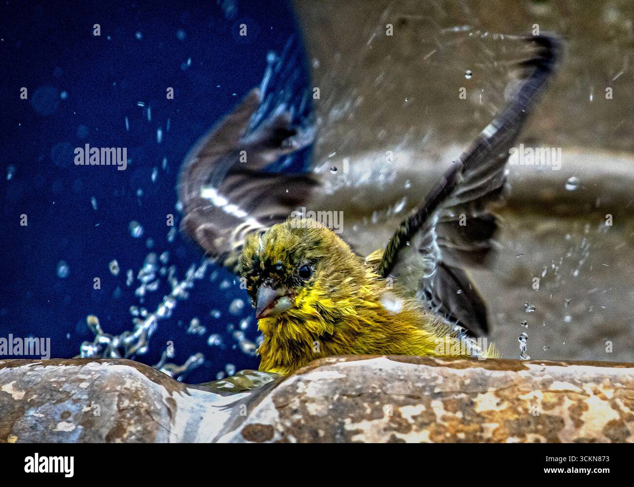 Placentia, California, Stati Uniti. 12 settembre 2025. Venerdì mattina, a Placentia, California, un piccolo goldfinch si bagna in una fontana del giardino. (Credit Image: © Bruce Chambers/ZUMA Press Wire) SOLO PER USO EDITORIALE! Non per USO commerciale! Foto Stock