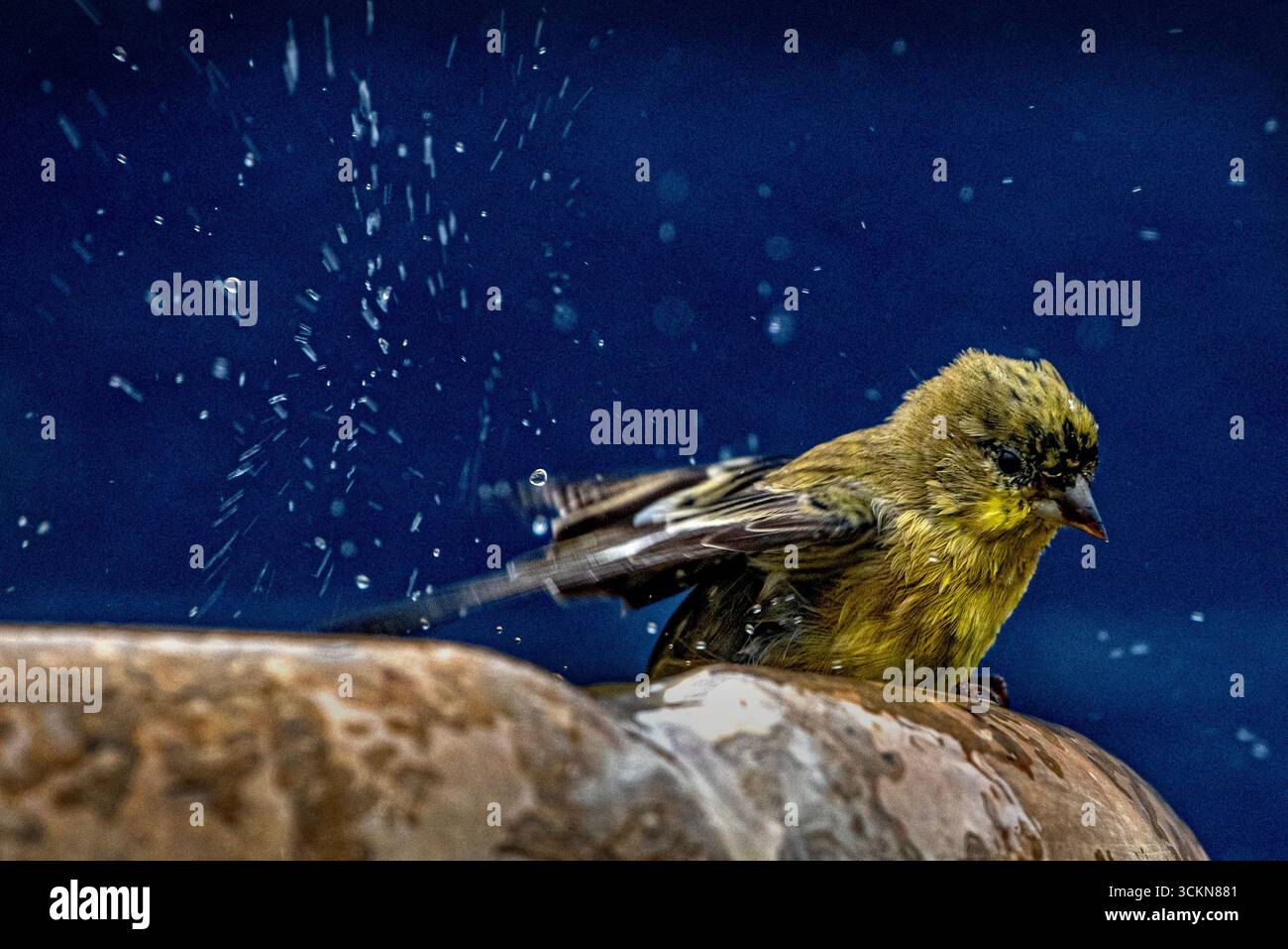 Placentia, California, Stati Uniti. 12 settembre 2025. Venerdì mattina, a Placentia, California, un piccolo goldfinch si bagna in una fontana del giardino. (Credit Image: © Bruce Chambers/ZUMA Press Wire) SOLO PER USO EDITORIALE! Non per USO commerciale! Foto Stock