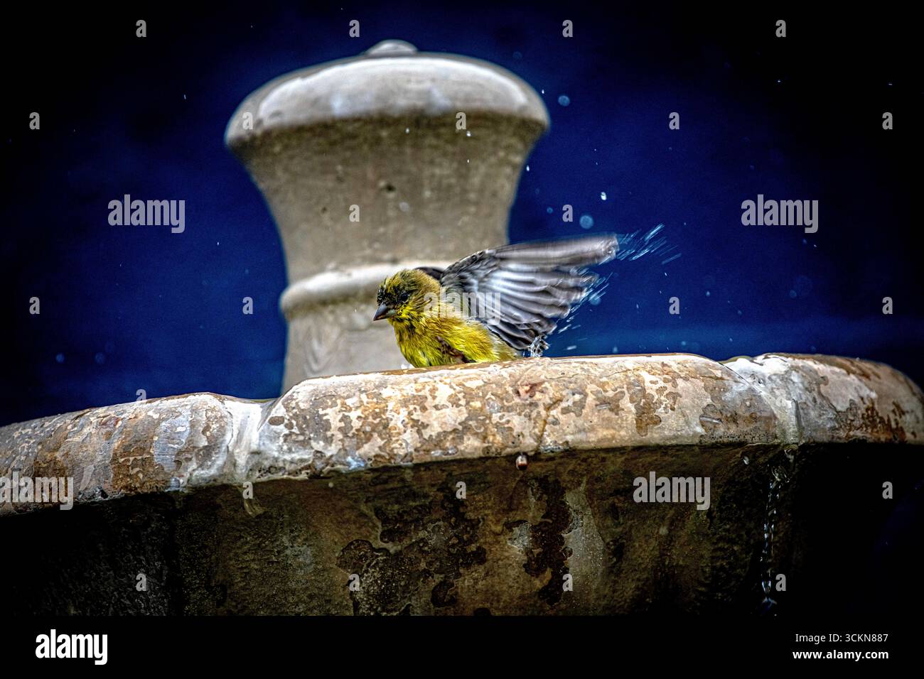 Placentia, California, Stati Uniti. 12 settembre 2025. Venerdì mattina, a Placentia, California, un piccolo goldfinch si bagna in una fontana del giardino. (Credit Image: © Bruce Chambers/ZUMA Press Wire) SOLO PER USO EDITORIALE! Non per USO commerciale! Foto Stock
