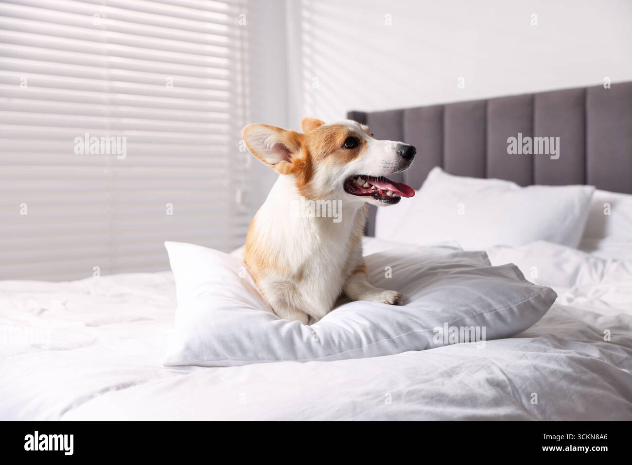 Hotel in cui sono ammessi gli animali domestici. Un cane carino con cuscino sul letto interno Foto Stock