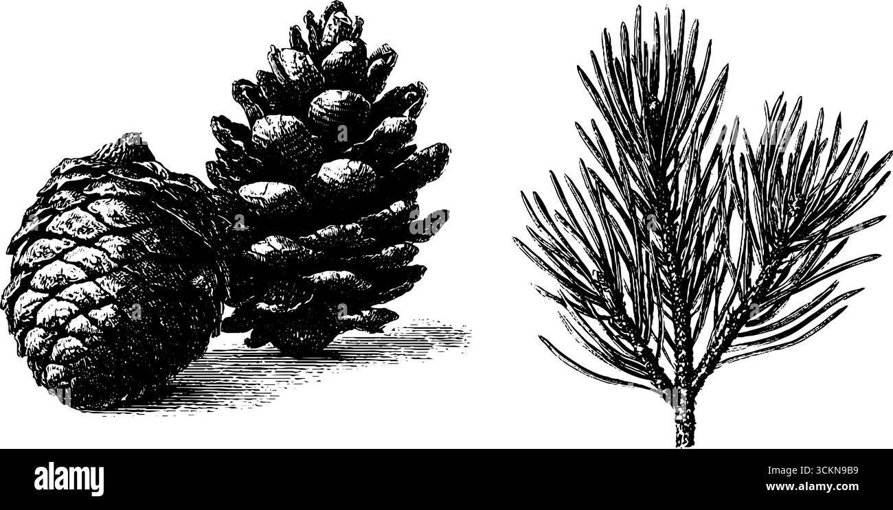 Serie di illustrazioni incise di coni di pino e aghi di pino per disegni botanici. Illustrazione Vettoriale