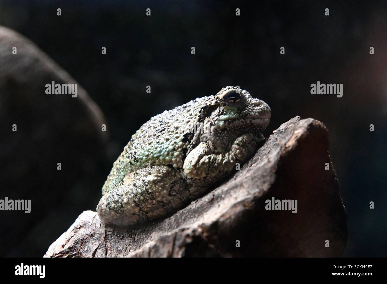 Un comune Grigio Treefrog. Foto Stock