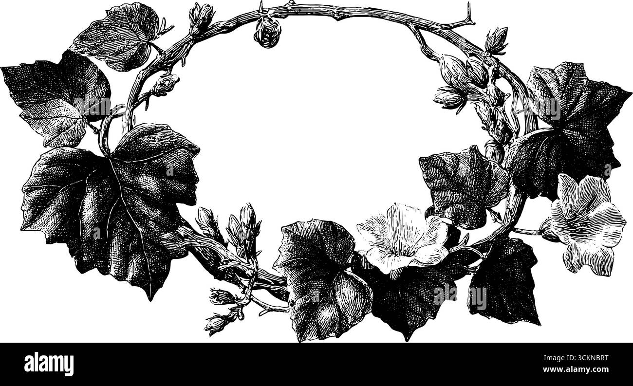 Motivo circolare inciso di vite edera per un design decorativo. Illustrazione Vettoriale