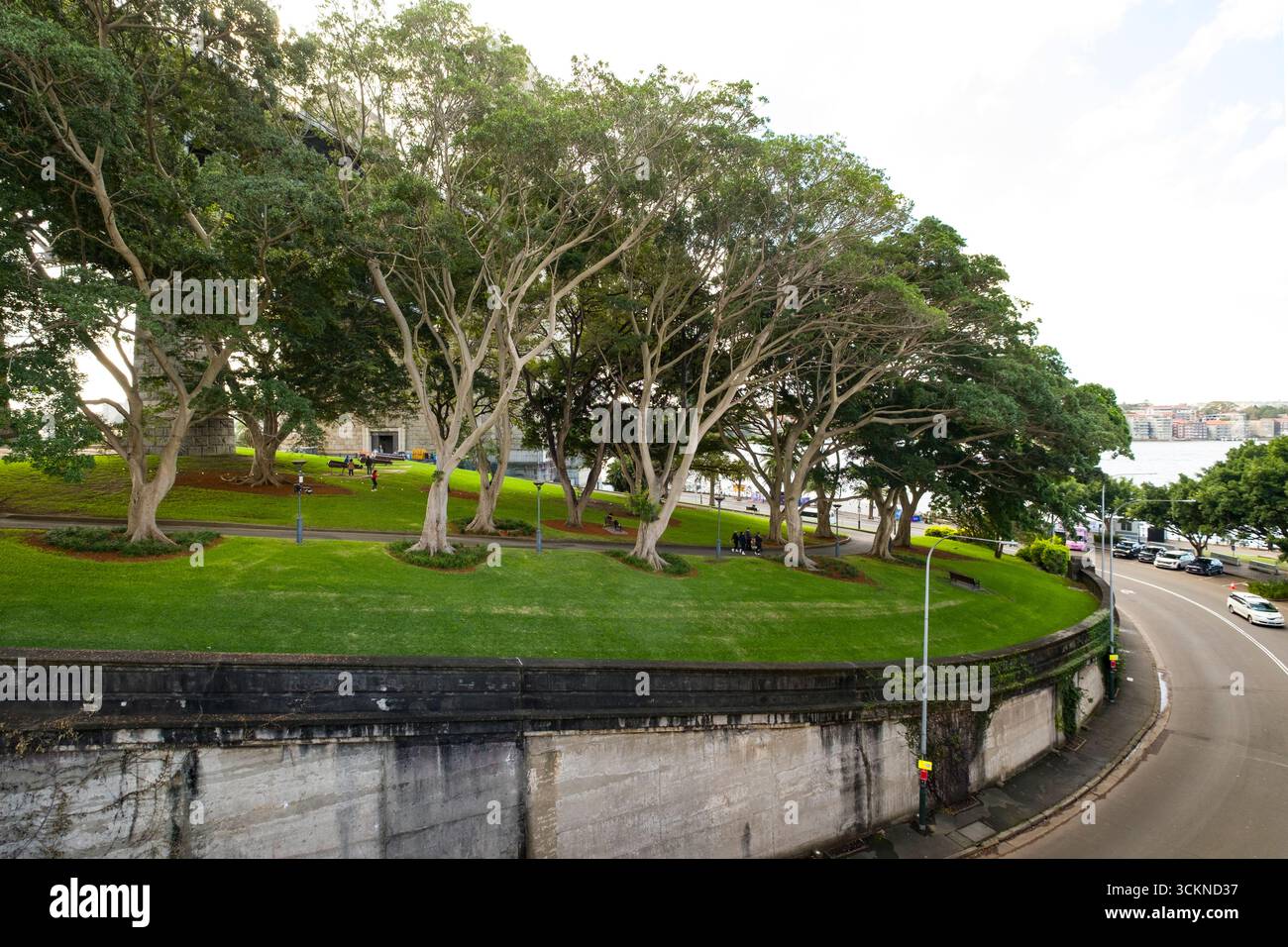 Tranquillo parco urbano con prati verdi lussureggianti, alberi pittoreschi e sentieri per passeggiate lungo un corso d'acqua e una strada, The Rocks, Sydney Foto Stock
