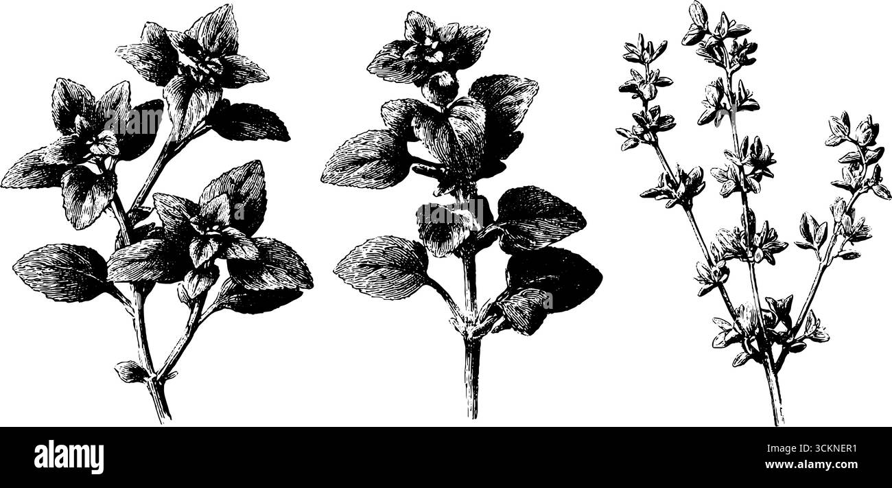 Incisione botanica dettagliata di origano e maggiorana per disegni erboristici e culinari. Illustrazione Vettoriale
