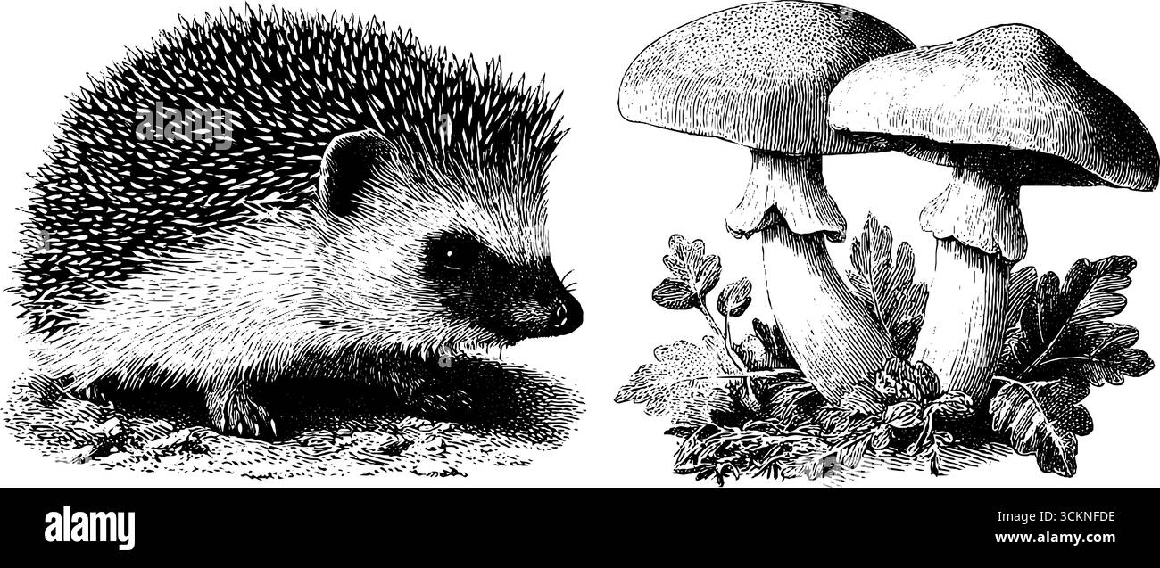 Illustrazione incisa del riccio con funghi per disegni ispirati alla natura. Illustrazione Vettoriale
