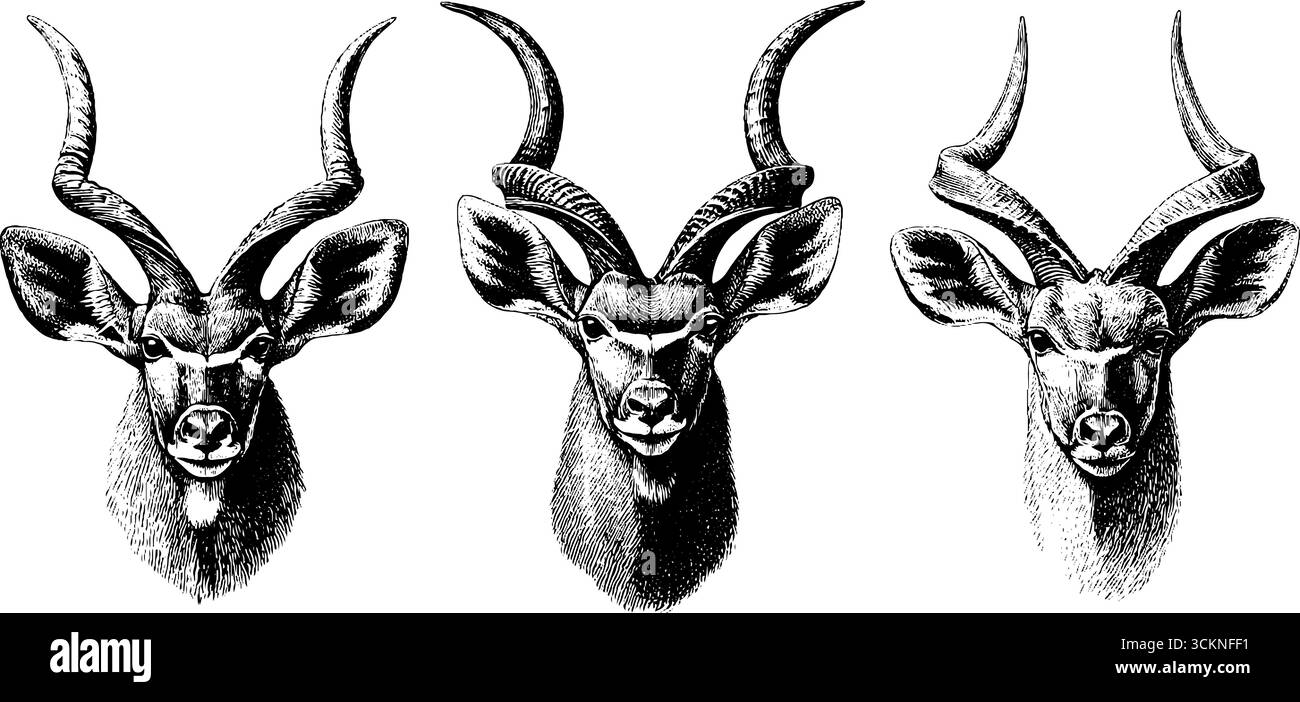 Serie di illustrazioni incise di teste antilope zibellini africane per la progettazione di arte faunistica. Illustrazione Vettoriale