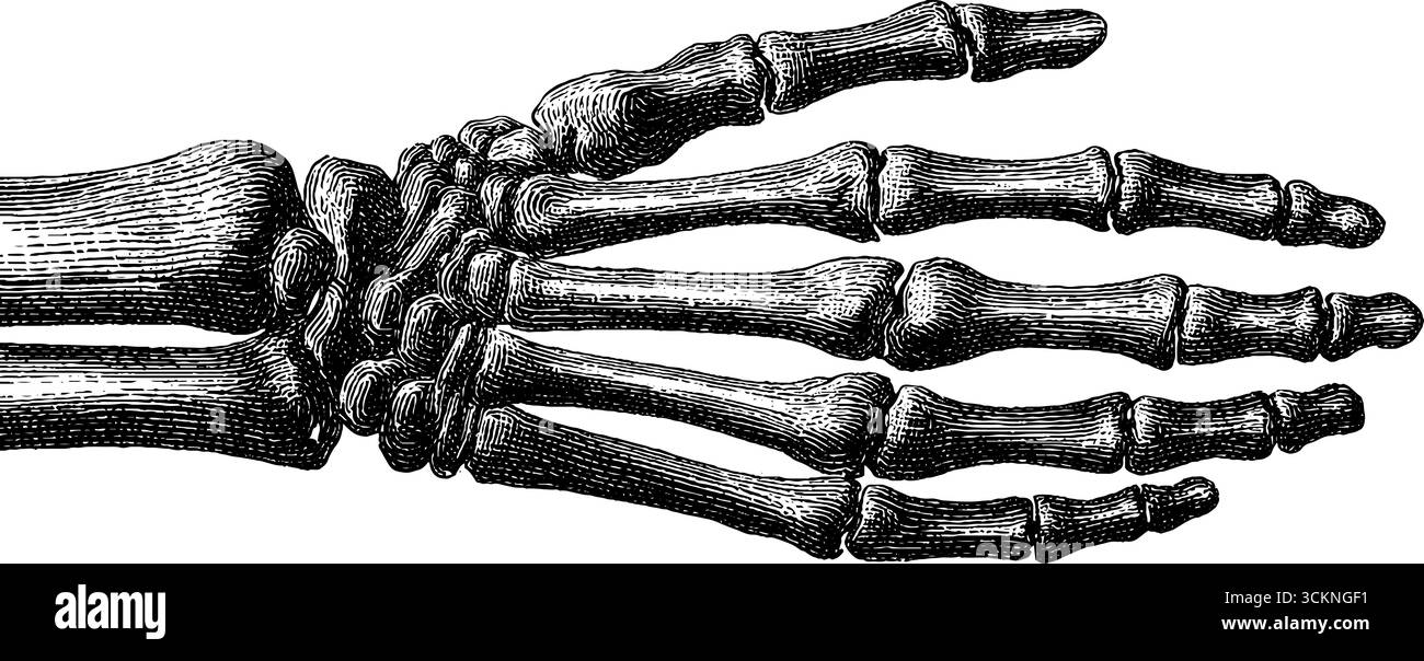 Incisione dettagliata di anatomia della mano e del polso scheletrica per uso educativo e medico. Illustrazione Vettoriale
