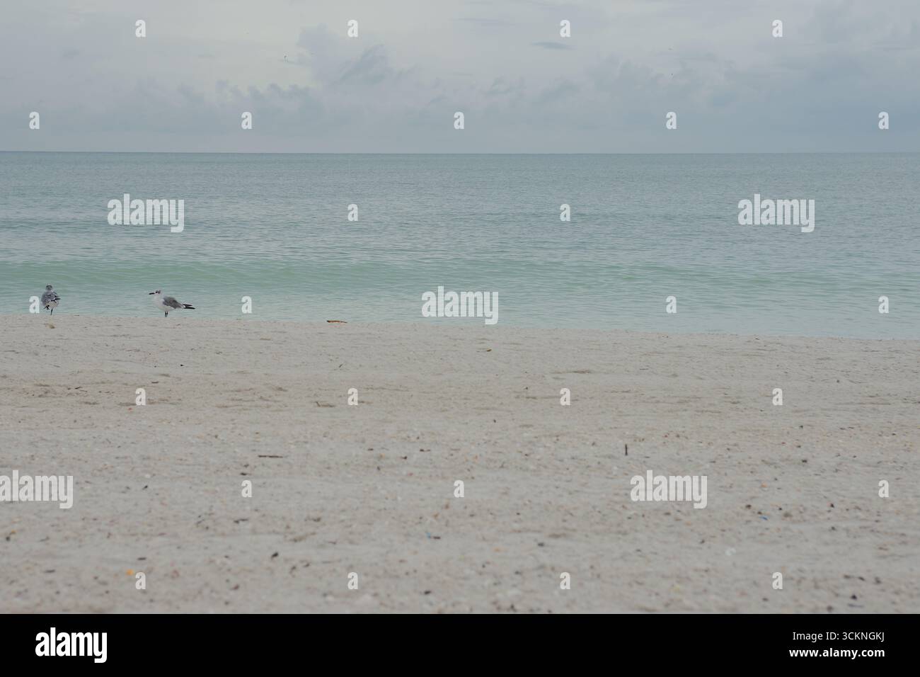 Due gabbiani che passeggiano sulla Sandy Beach accanto alla dolce Turchese Ocean Waters Treasure Island, Florida. Con calma lungo una spiaggia sabbiosa come onde morbide Foto Stock