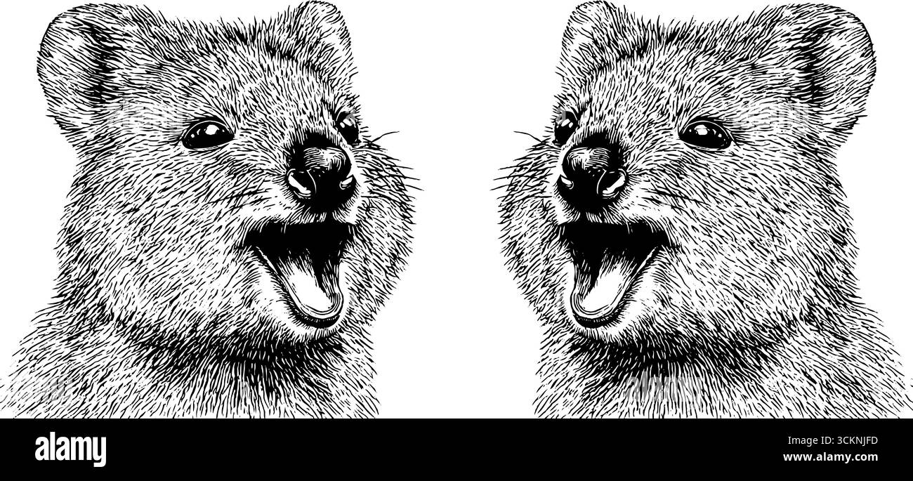 Set di illustrazioni quokka incise con espressioni sorridenti per la stampa. Illustrazione Vettoriale