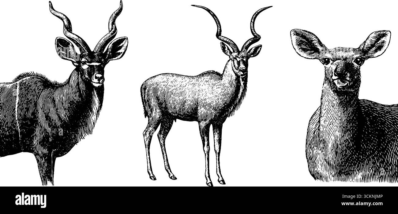 Serie di illustrazioni incise di antilopi zibellari africani per la progettazione artistica di natura e fauna selvatica. Illustrazione Vettoriale