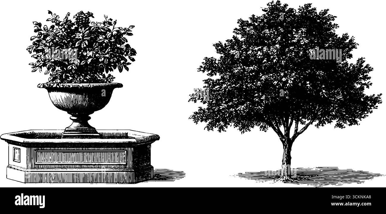 Ornamento floreale e incisione sull'albero in stile coloniale per il design e l'arredo. Illustrazione Vettoriale
