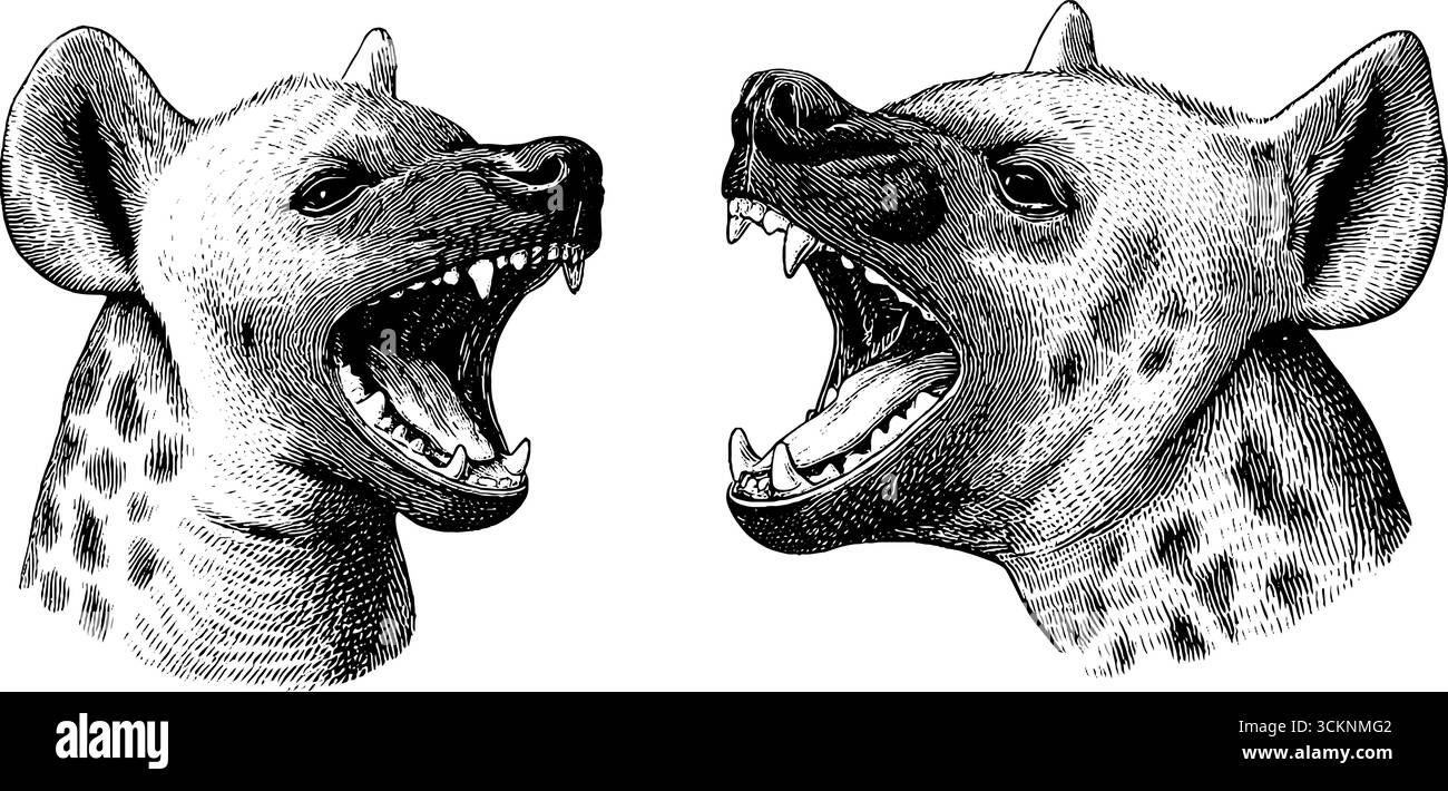 Illustrazioni di iena del bambino incise - serie di iene ridendo per il design. Illustrazione Vettoriale