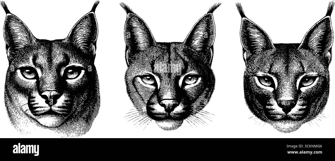 Intricate figure con teste caracali e servali incise per il design artistico. Illustrazione Vettoriale