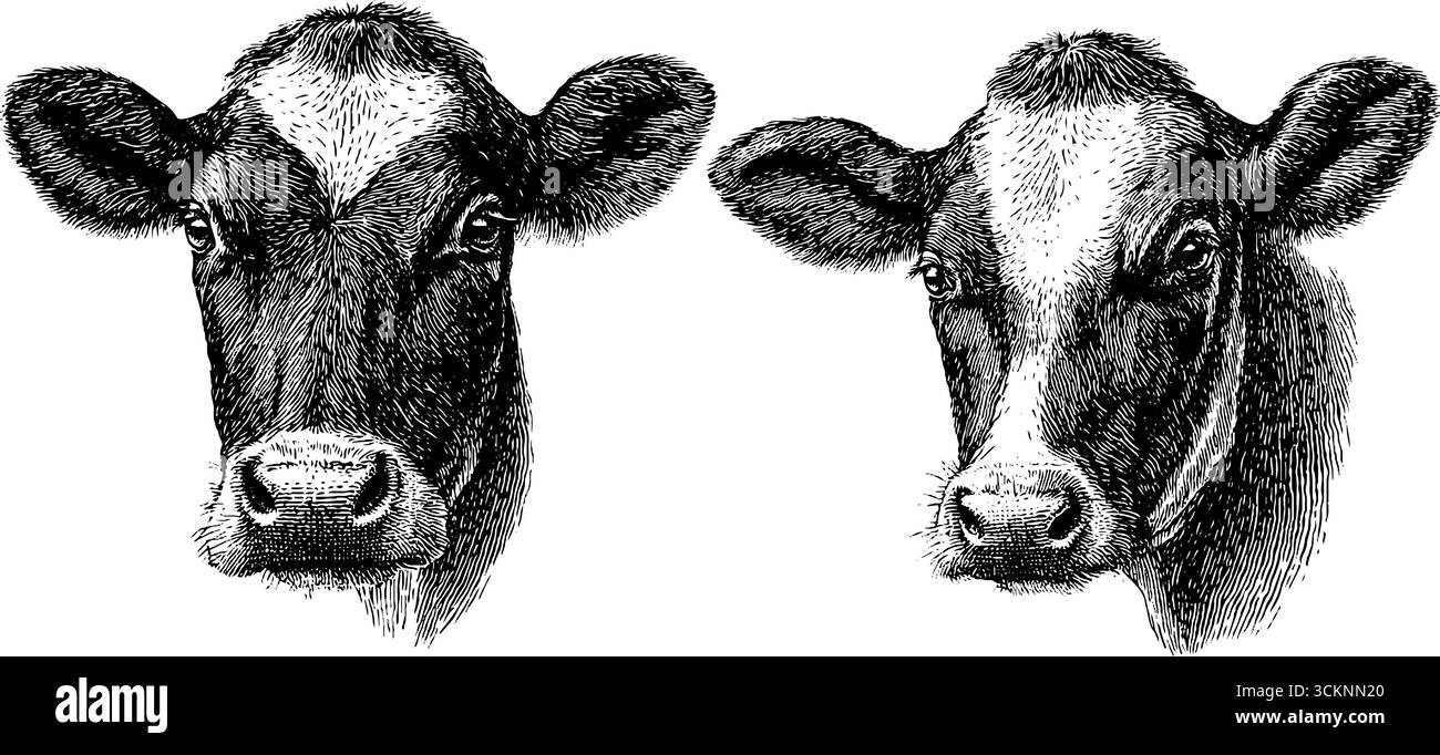 Set di illustrazioni incise di simpatici volti di mucca per il design e la stampa. Illustrazione Vettoriale