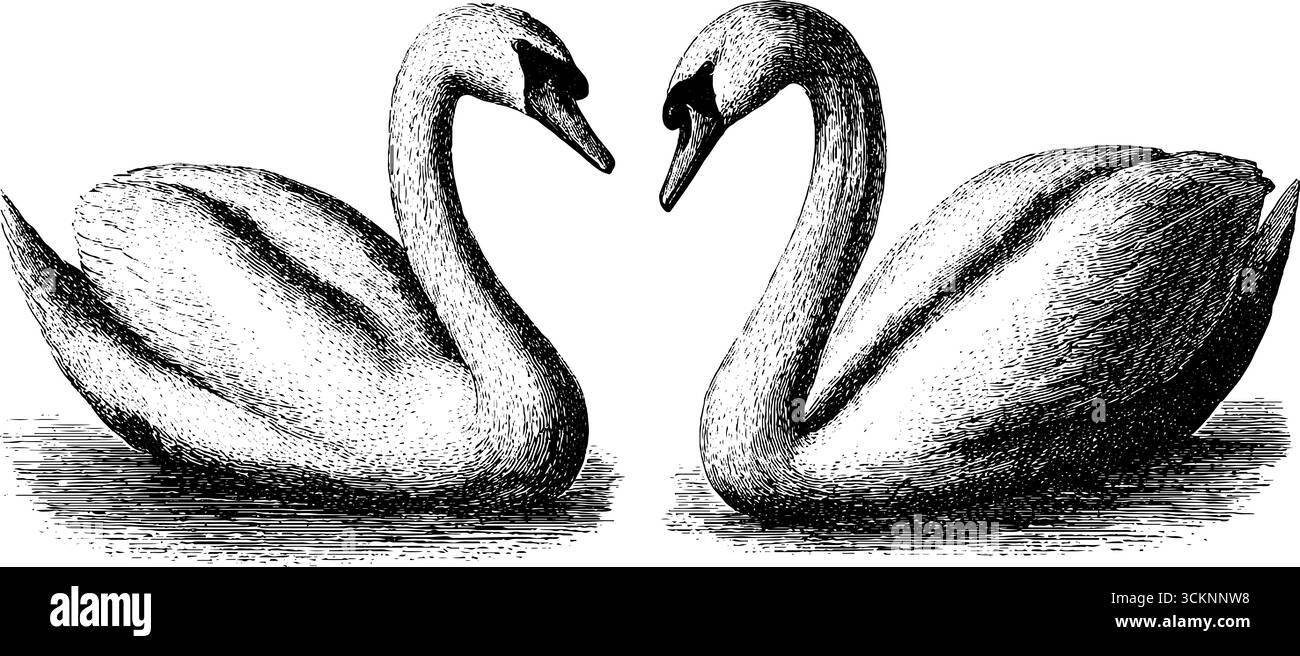 Elegante modello a cigno con collo ad arco e set artistico inciso per un design creativo. Illustrazione Vettoriale