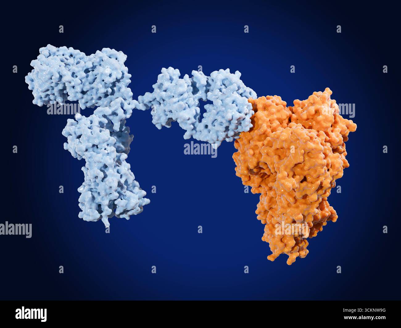 Illustrazione di un anticorpo monoclonale neutralizzante (azzurro) che si lega all'emoagglutinina della proteina di superficie del virus dell'influenza. Il legame dell'anticorpo all'emoagglutinina impedisce che le particelle virali si legino alla superficie delle cellule umane e le infettino. Gli anticorpi monoclonali (mAbs) sono proteine secrete da una linea clonata di cellule che sono state progettate per rispondere a un particolare bersaglio. Foto Stock