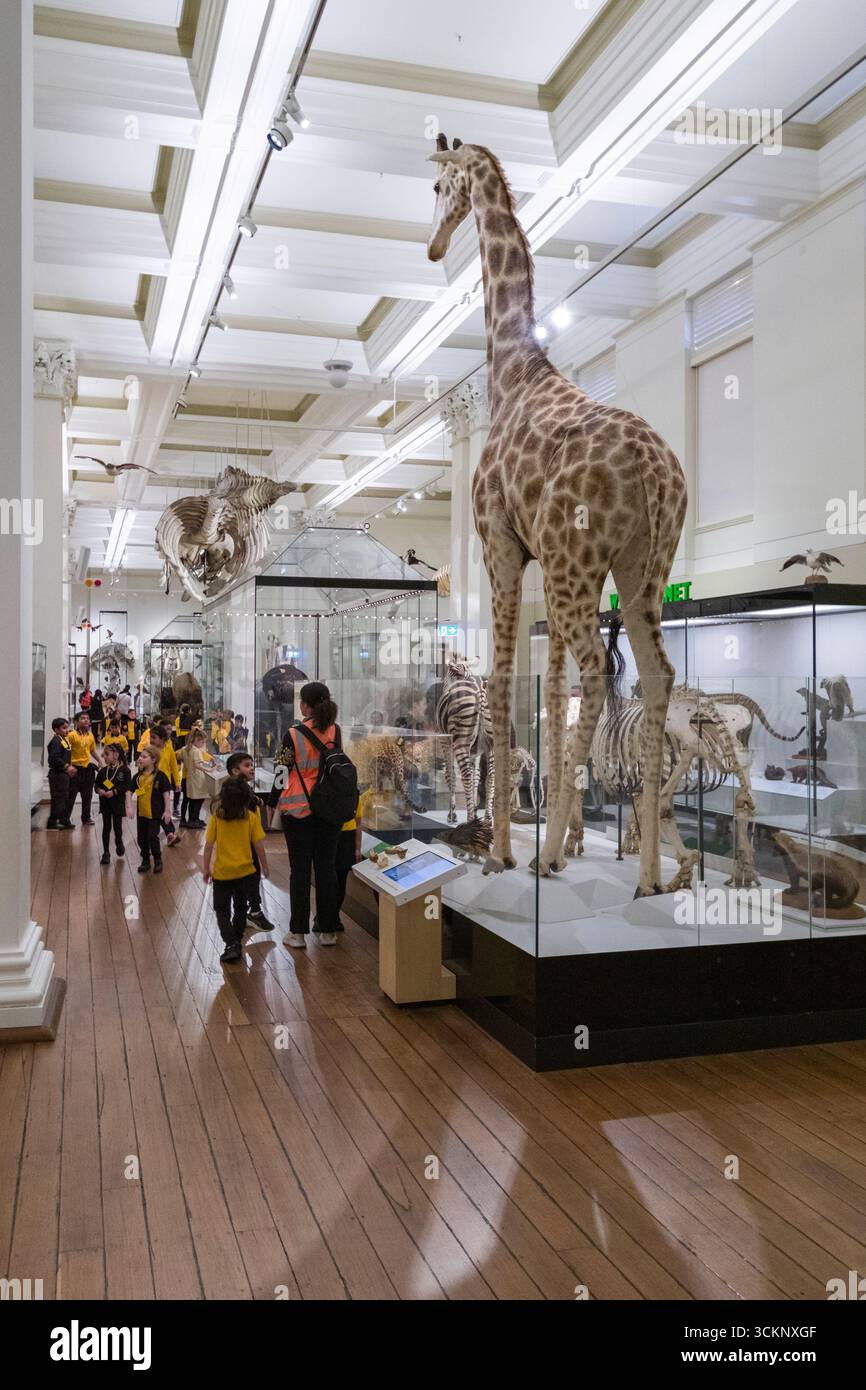 Un gruppo di bambini e un adulto supervisionano la visita a un museo di storia naturale, osservando mostre di animali conservati, tra cui una giraffa, Sydney Foto Stock