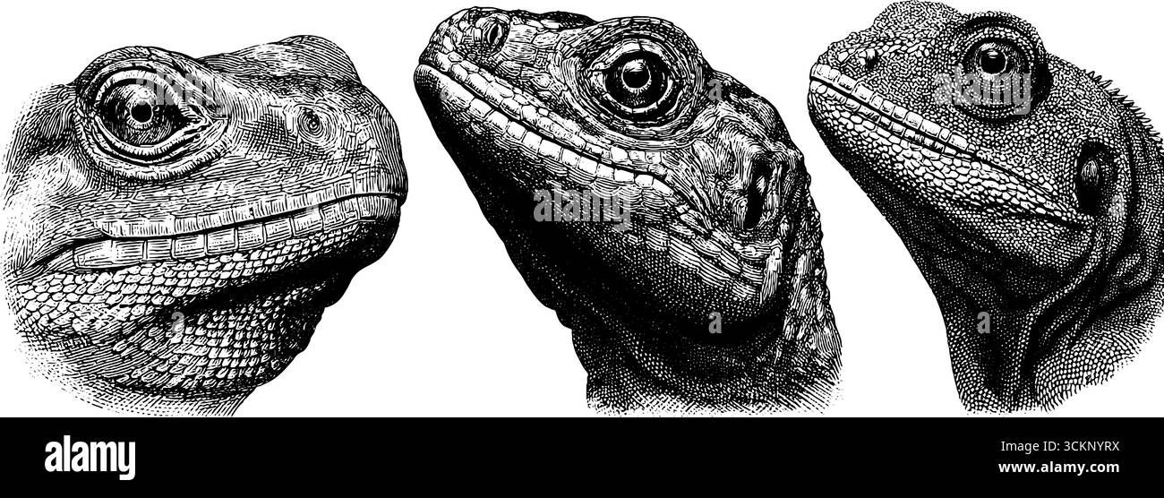 Serie di illustrazioni dettagliate incise di teste di drago di komodo per l'arte di storia naturale. Illustrazione Vettoriale