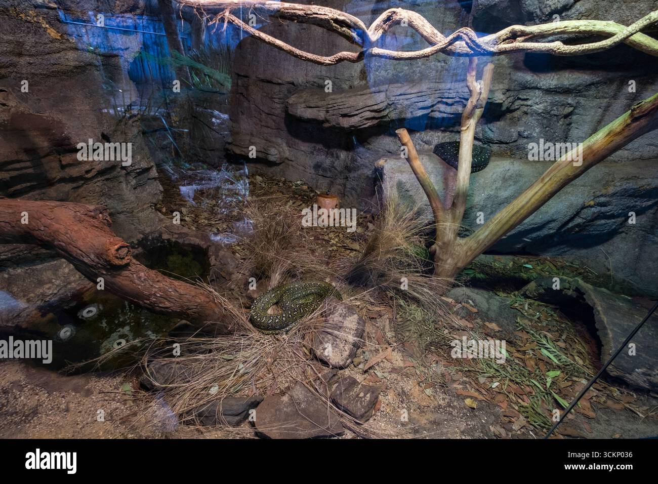 Un habitat naturalistico accuratamente progettato, caratterizzato da rocce realistiche, elementi in legno e vegetazione, offre un ambiente ideale per i rappresentanti Foto Stock