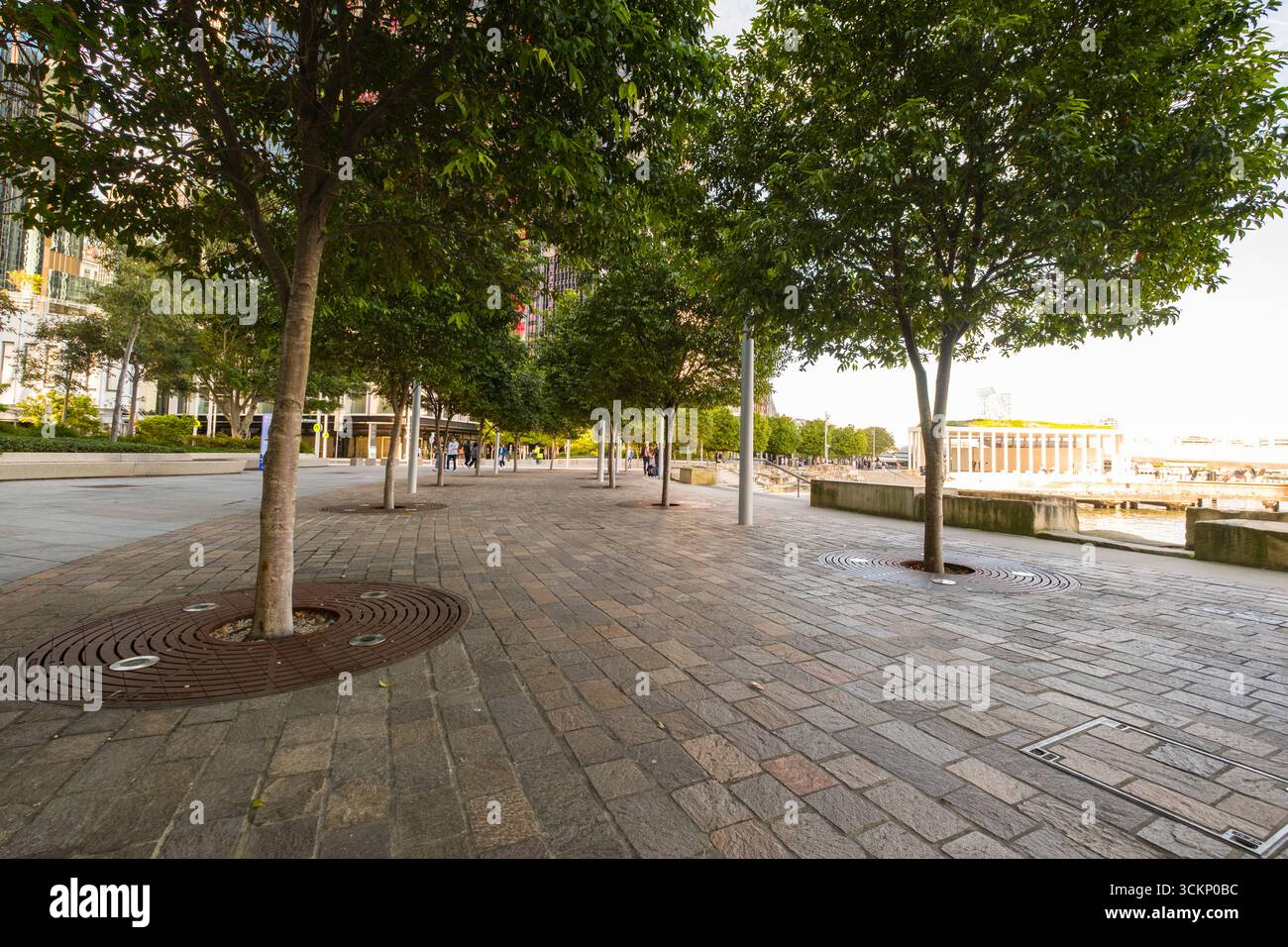 Uno spazio urbano panoramico all'aperto caratterizzato da una passerella pavimentata circondata da alberi lussureggianti e architettura moderna, Barangaroo, Sydney Foto Stock